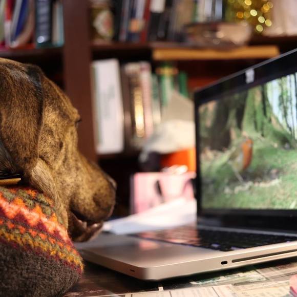 Meet your Posher, Chris - Picture 1 of 1